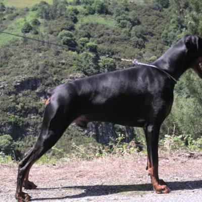 Ch. Eros De Dashlut