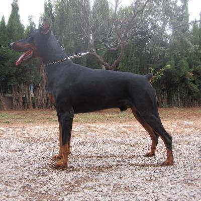 Ramses De Dashlut 2