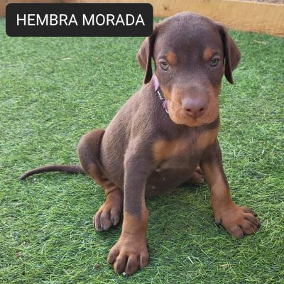 Hembra Morada 03